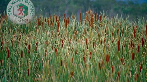 SKCĐ-Cỏ nến cây thuốc quý mọc trong đầm lầy