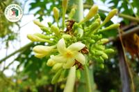<a href="/kho-bau-duoc-lieu/cay-thuoc-vi-thuoc" title="Cây thuốc - Vị thuốc" rel="dofollow">Cây thuốc - Vị thuốc</a>