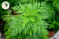 <a href="/kho-bau-duoc-lieu" title="Kho báu dược liệu" rel="dofollow">Kho báu dược liệu</a>