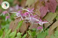 <a href="/kho-bau-duoc-lieu" title="Kho báu dược liệu" rel="dofollow">Kho báu dược liệu</a>