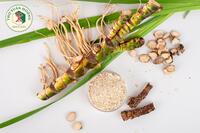 <a href="/kho-bau-duoc-lieu" title="Kho báu dược liệu" rel="dofollow">Kho báu dược liệu</a>