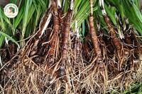 <a href="/kho-bau-duoc-lieu" title="Kho báu dược liệu" rel="dofollow">Kho báu dược liệu</a>