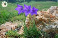 <a href="/kho-bau-duoc-lieu" title="Kho báu dược liệu" rel="dofollow">Kho báu dược liệu</a>