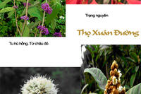 <a href="/kien-thuc-ngay-nay/kien-thuc-khac/anh-cay-thuoc-viet-nam" title="Ảnh cây thuốc việt nam" rel="dofollow">Ảnh cây thuốc việt nam</a>