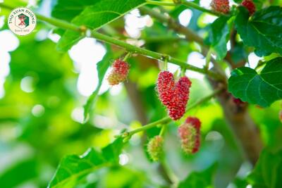 <a href="/kho-bau-duoc-lieu?menuId=Article.News" title="Kho báu dược liệu" rel="dofollow">Kho báu dược liệu</a>