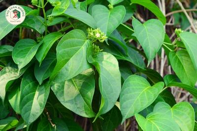 <a href="/kho-bau-duoc-lieu" title="Kho báu dược liệu" rel="dofollow">Kho báu dược liệu</a>