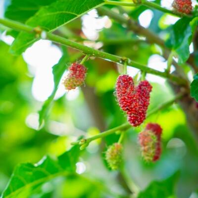 <a href="/kho-bau-duoc-lieu" title="Kho báu dược liệu" rel="dofollow">Kho báu dược liệu</a>