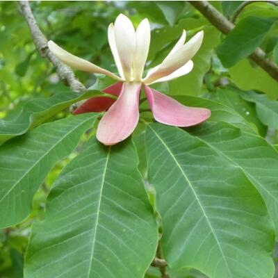 <a href="/kho-bau-duoc-lieu" title="Kho báu dược liệu" rel="dofollow">Kho báu dược liệu</a>