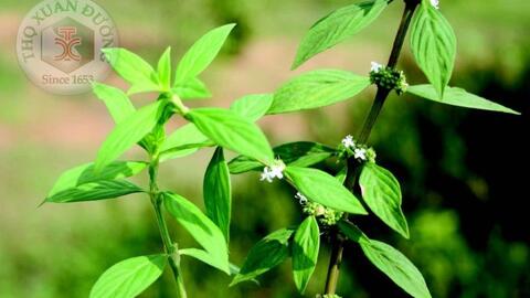 Cây bòi ngòi cây thuốc chữa bách bệnh thông thường tại nhà