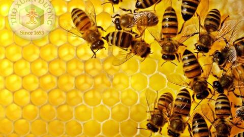 Câu chuyện bầy ong