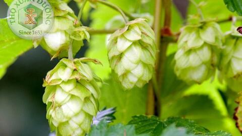 Loài hoa tạo hương vị cho bia và sản xuất thuốc an thần