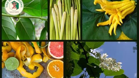 Những cây thuốc nam trị bệnh động kinh