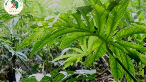 Tác dụng chữa bệnh của cây ráy gai