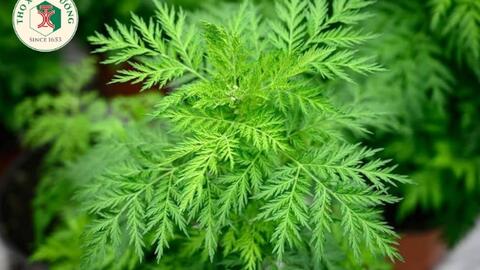 Cây thanh hao hoa vàng có những tác dụng gì?
