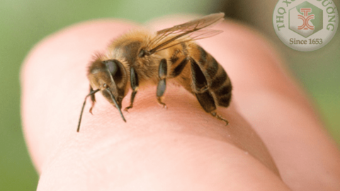 Biện pháp phòng và điều trị ong đốt tại nhà