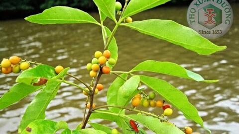 Cây chạc ba và nhiều công dụng bất ngờ