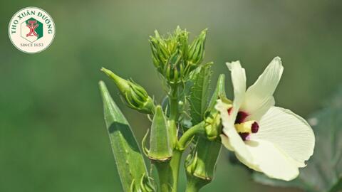 Khám phá lợi ích của nước đậu bắp