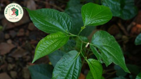 Tác dụng điều trị trong đông y của cây lá lốt