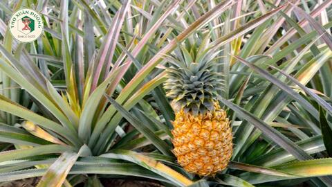 Lợi ích và tác hại của quả dứa