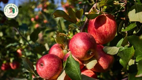 Táo tốt cho đường ruột và tim mạch