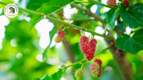 Các bài thuốc dân dã từ lá dâu tốt cho sức khỏe