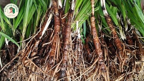 Công dụng của sâm cau đen trong y học cổ truyền