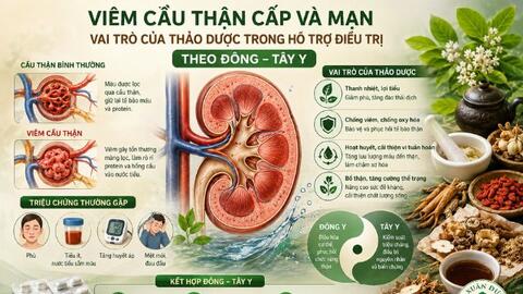 Thảo dược hỗ trợ điều trị viêm cầu thận cấp và mạn tính
