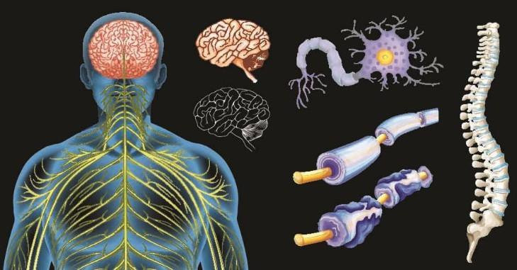 tuy-he-than-kinh-mien-dich-va-te-bao-goc