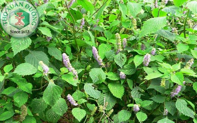 cây kinh giới, kinh gioi