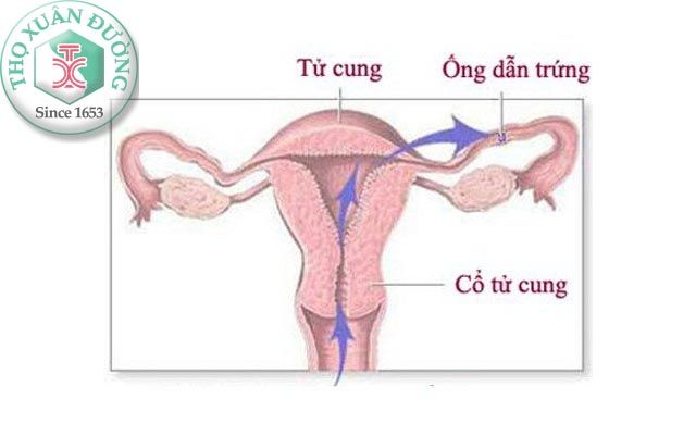 Bệnh vòi trứng trong đông y