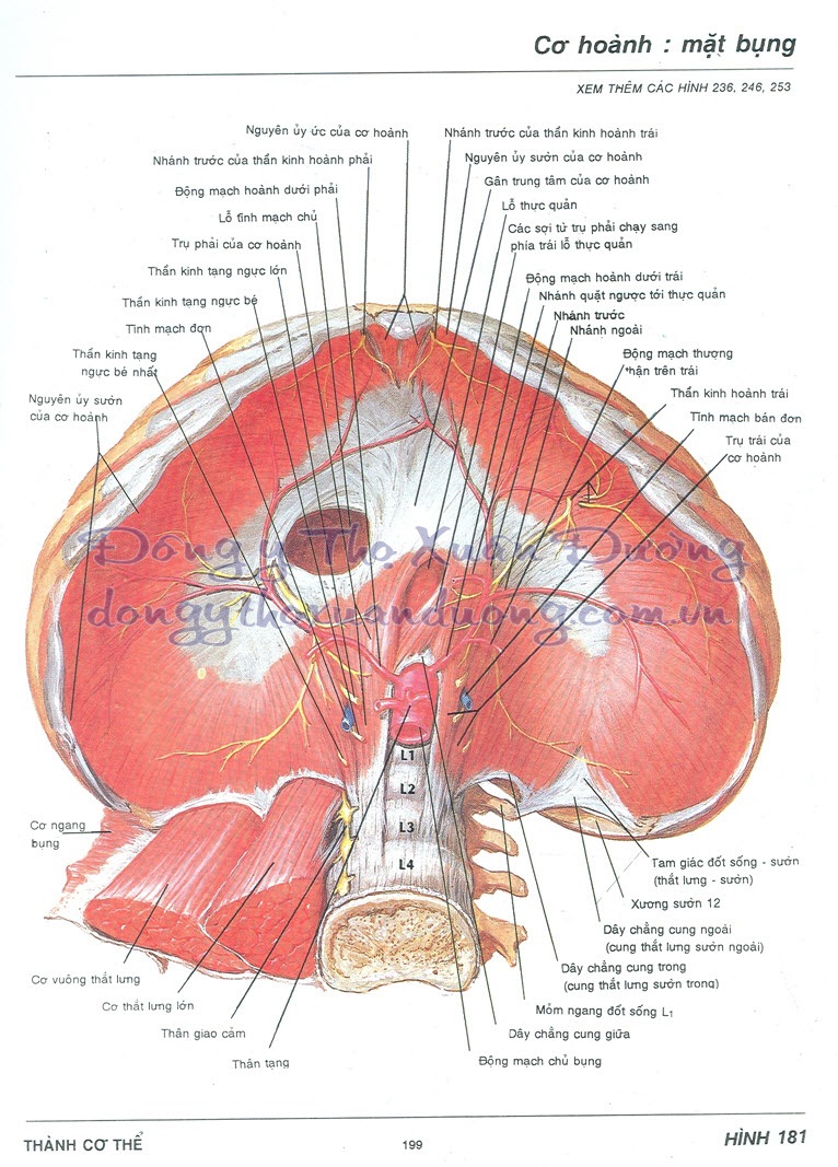 đông y, atlas ngực, sơ đồ atlas ngực, sơ đồ cơ thể người