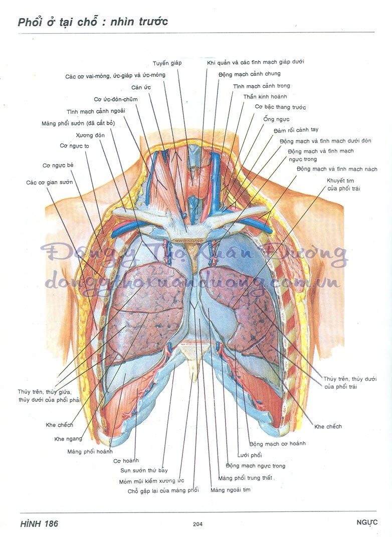 đông y, atlas ngực, sơ đồ atlas ngực, sơ đồ cơ thể người